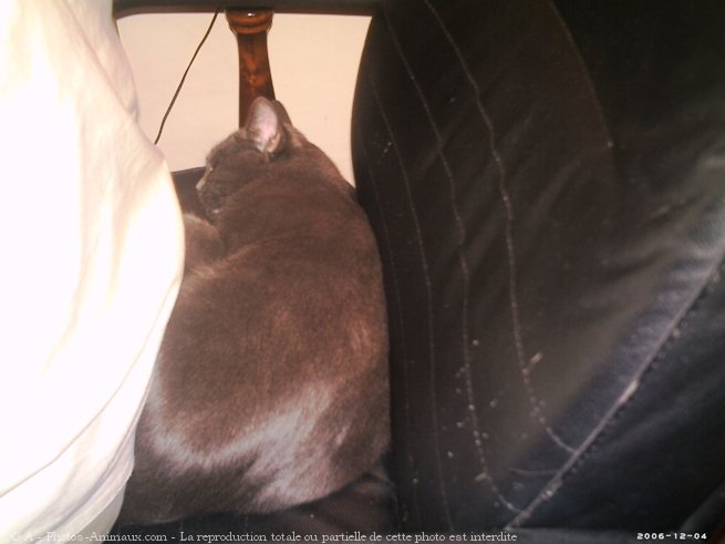 Photo de Chartreux