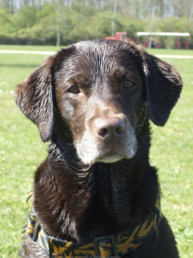 Photo de Labrador retriever