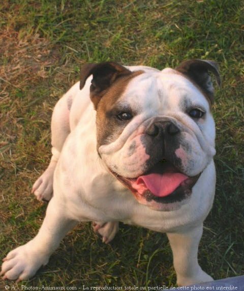 Photo de Bulldog