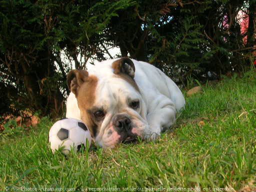 Photo de Bulldog