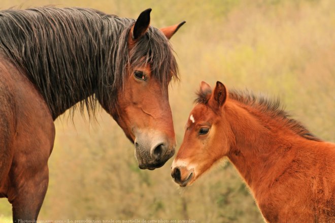 Photo de Races diffrentes