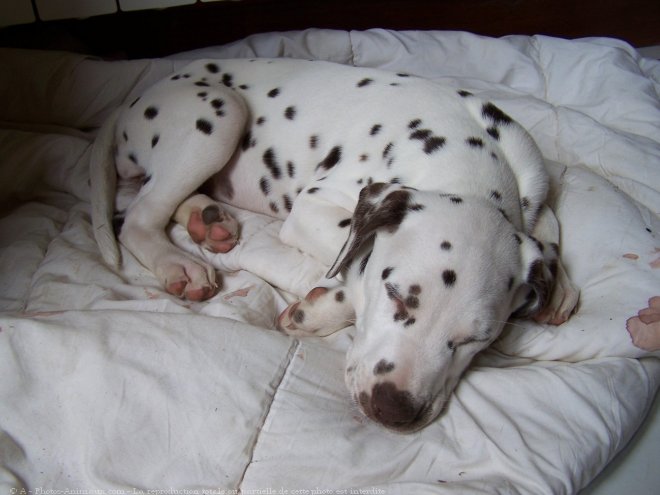 Photo de Dalmatien