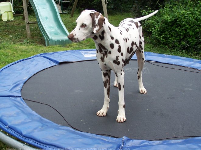 Photo de Dalmatien