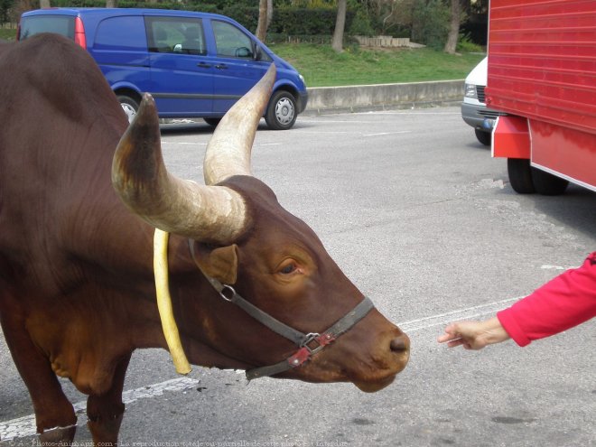 Photo de Watusi