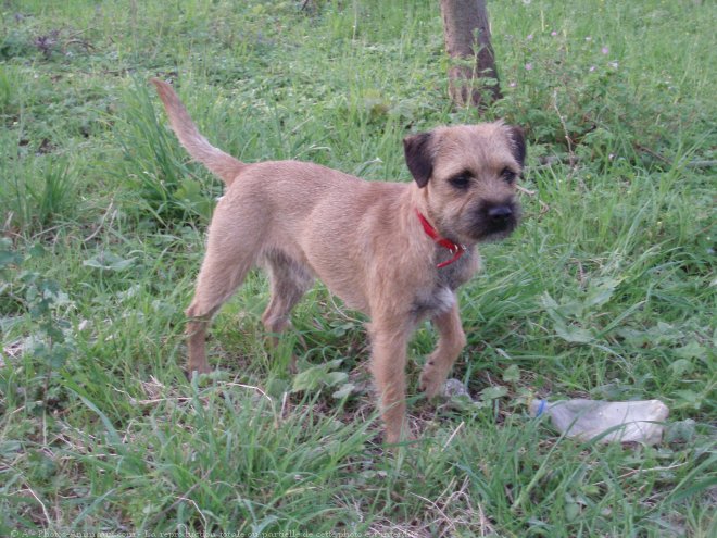 Photo de Border terrier