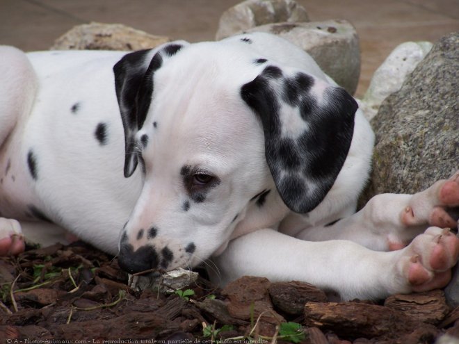 Photo de Dalmatien