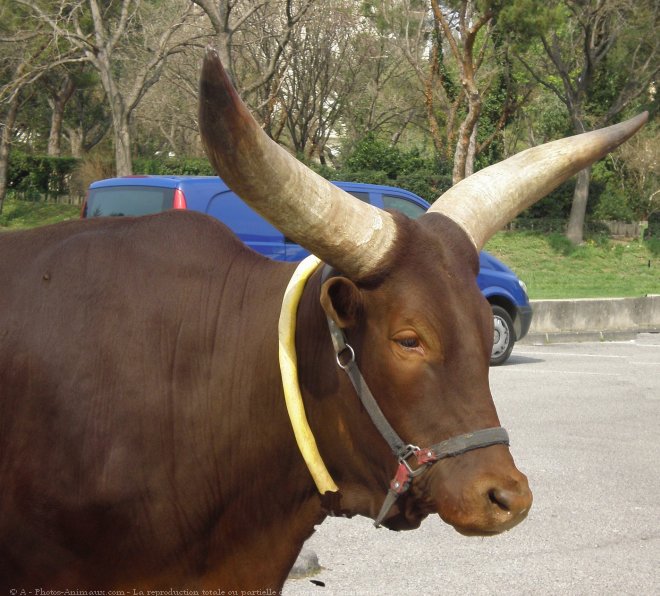 Photo de Watusi