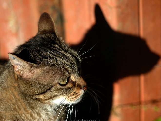 Photo de Chat domestique