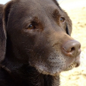 Photo de Labrador retriever