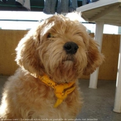 Photo de Basset fauve de bretagne