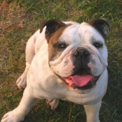 Photo de Bulldog