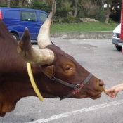 Photo de Watusi