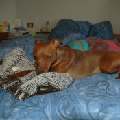 Photo de Pinscher nain