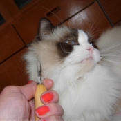 Photo de Ragdoll