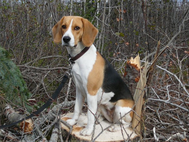 Photo de Beagle