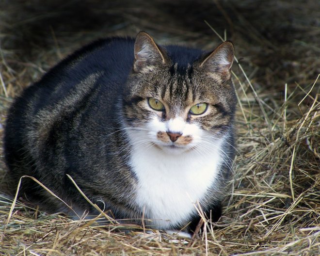 Photo de Chat domestique