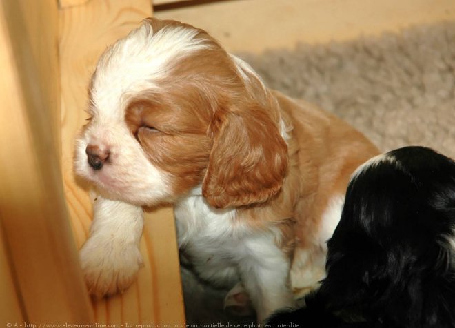 Photo de Cavalier king charles spaniel