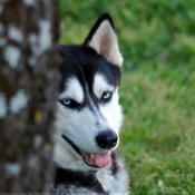 Photo de Husky siberien