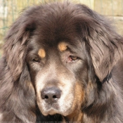 Photo de Dogue du tibet