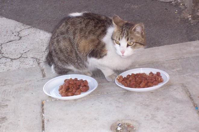 Photo de Chat domestique