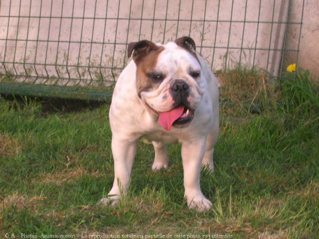 Photo de Bulldog