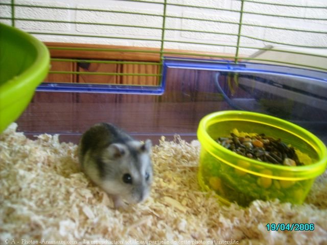 Photo de Hamster