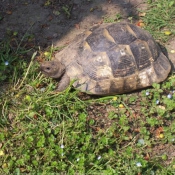 Photo de Tortue