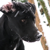 Photo de Labrador retriever