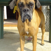 Photo de Boxer