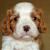 Photo de Cavalier king charles spaniel