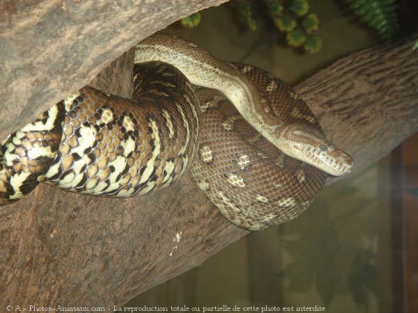 Photo de Boa constrictor