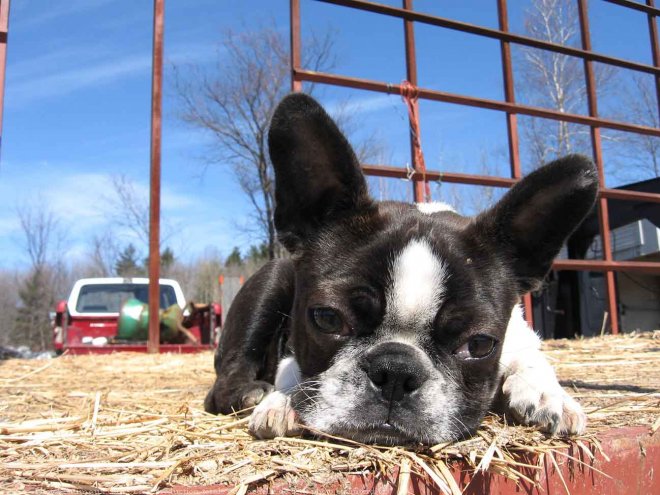 Photo de Boston terrier