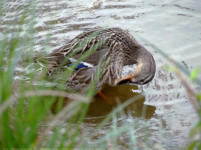 Photo de Canard