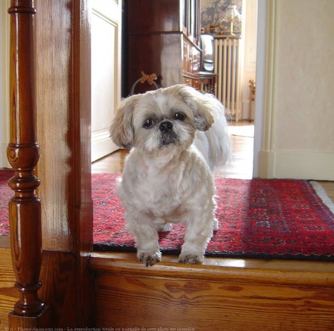 Photo de Shih tzu