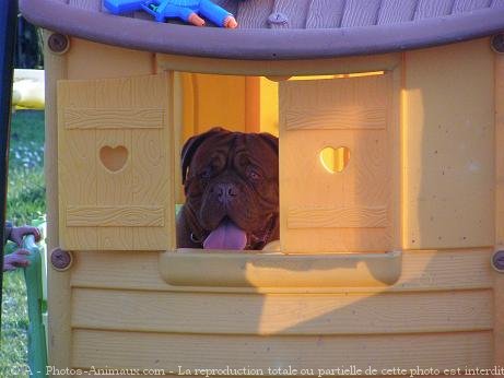 Photo de Dogue de bordeaux