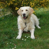 Photo de Golden retriever