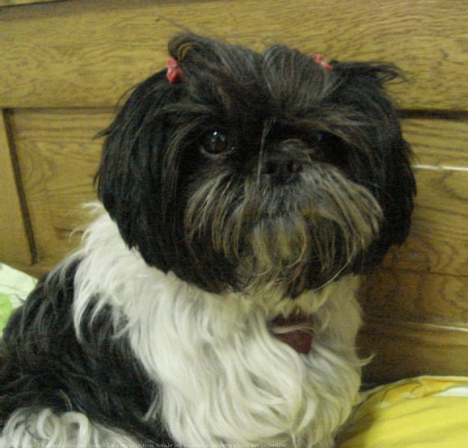 Photo de Shih tzu