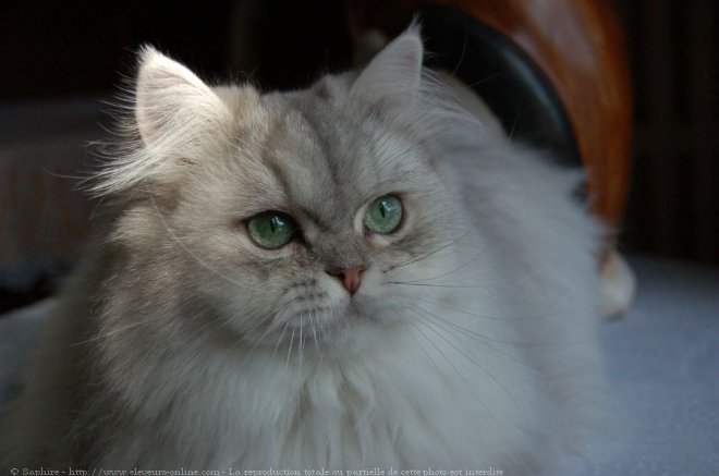 Photo de British longhair