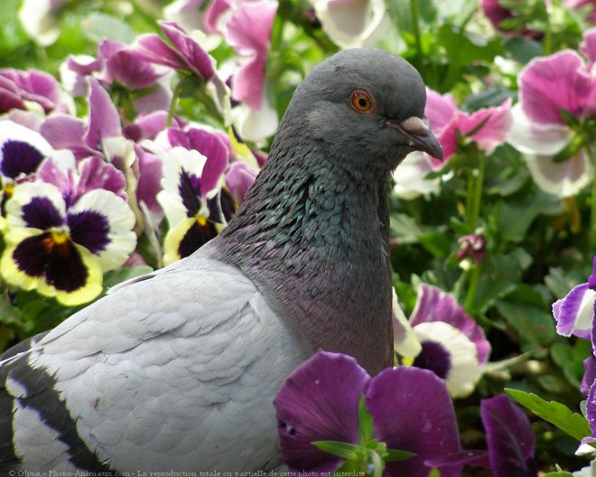 Photo de Pigeon