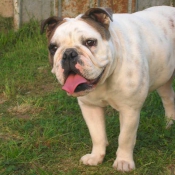 Photo de Bulldog