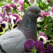 Photo de Pigeon