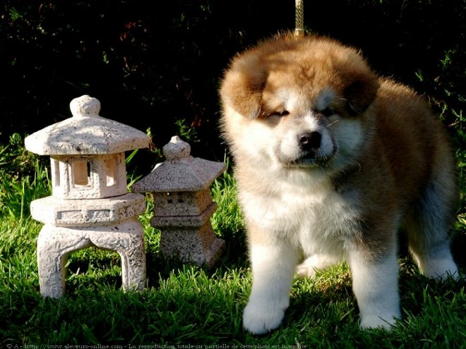 Photo d'Akita inu