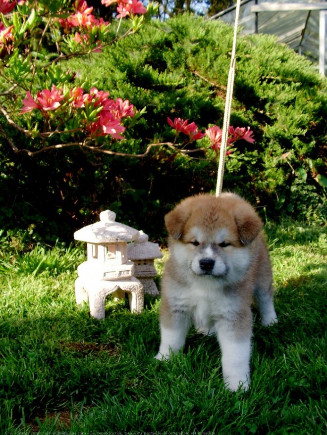 Photo d'Akita inu