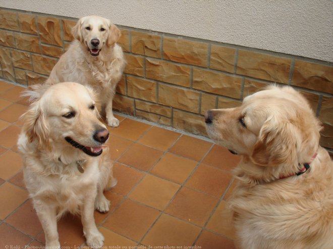 Photo de Golden retriever