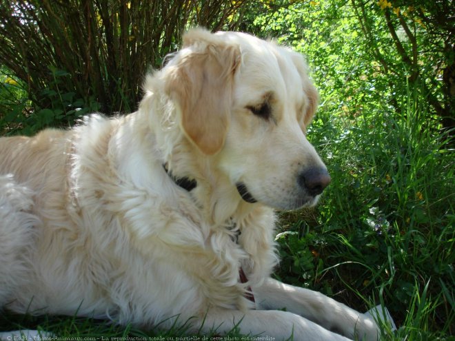 Photo de Golden retriever