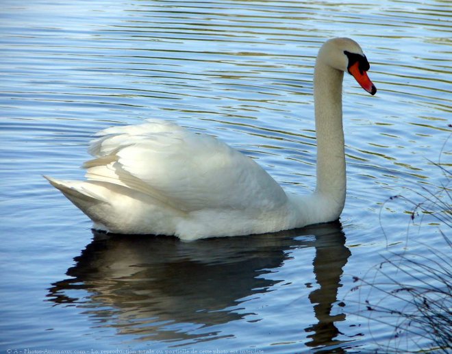 Photo de Cygne