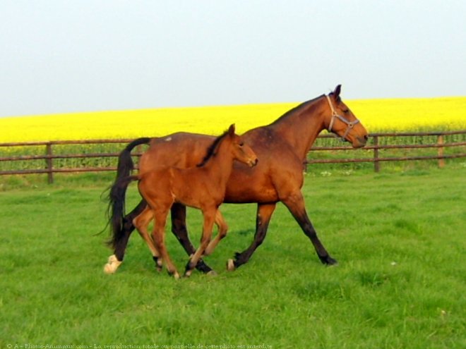 Photo de Trotteur franais