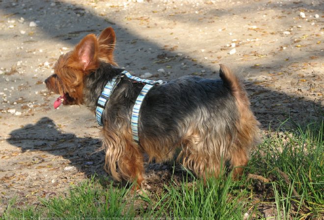 Photo de Yorkshire terrier