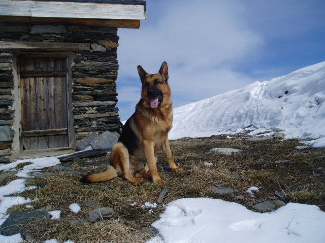 Photo de Berger allemand  poil court