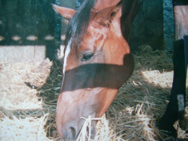 Photo de Selle franais